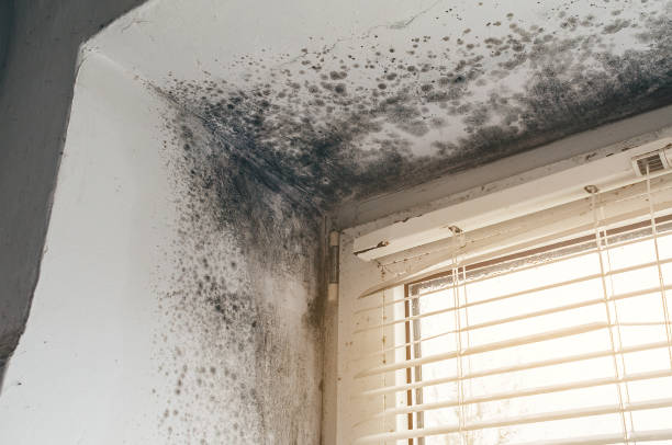 Affordable Mold Removal solutions in Boykins, VA