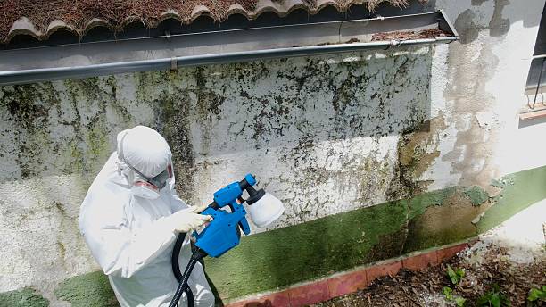 Top rated local Mold Removal specialists in Boykins, VA